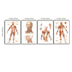 Vintage Human Anatomy Muscles Wall Art Set