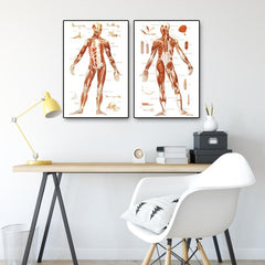 Vintage Human Anatomy Muscles Wall Art Set