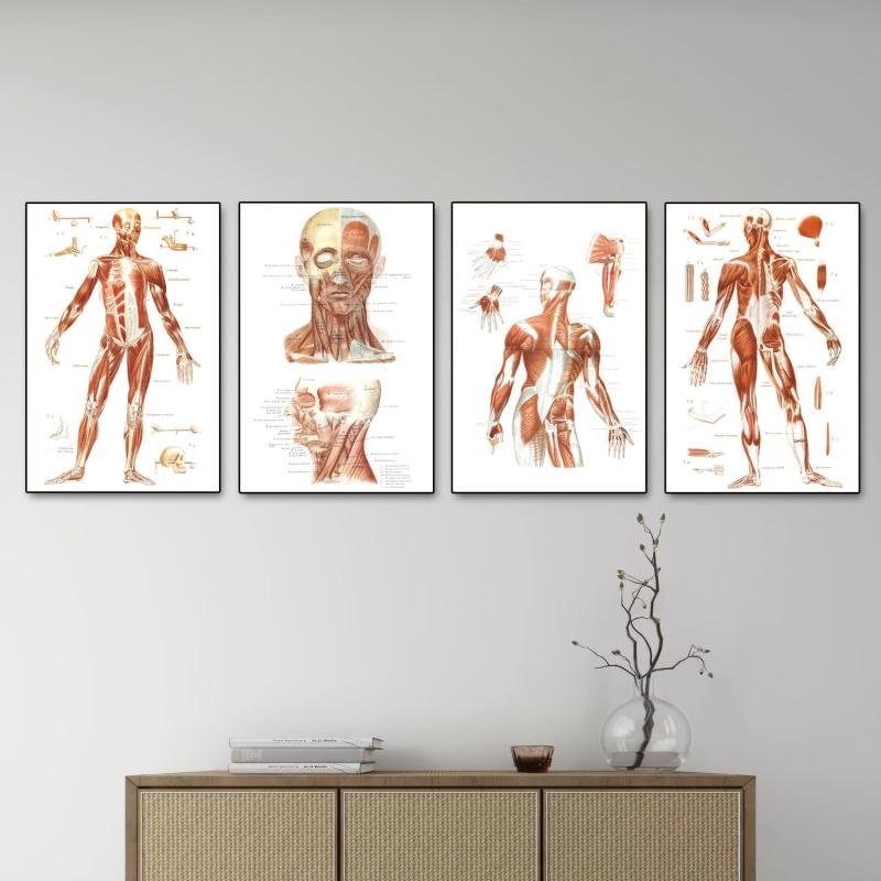 Vintage Human Anatomy Muscles Wall Art Set