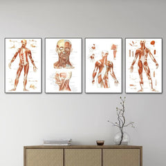 Vintage Human Anatomy Muscles Wall Art Set