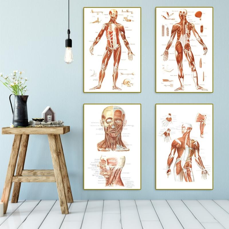 Vintage Human Anatomy Muscles Wall Art Set
