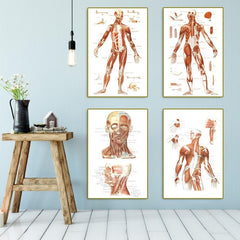 Vintage Human Anatomy Muscles Wall Art Set