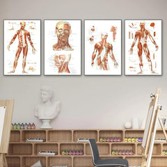 Vintage Human Anatomy Muscles Wall Art Set