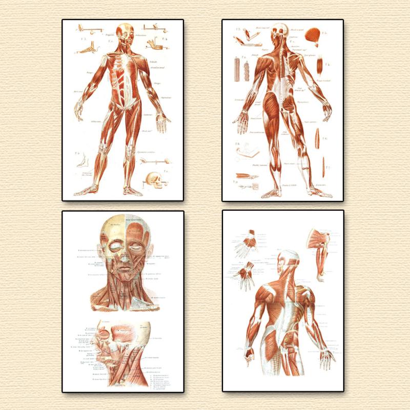 Vintage Human Anatomy Muscles Wall Art Set
