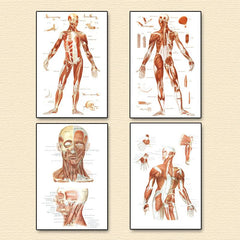 Vintage Human Anatomy Muscles Wall Art Set
