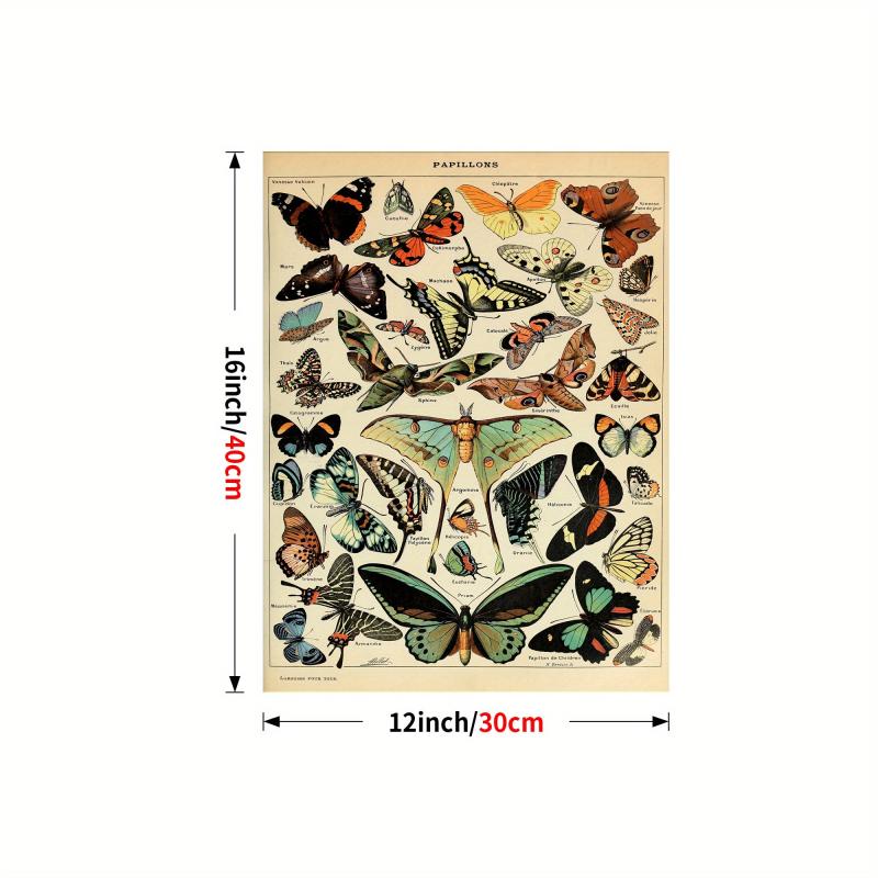 Colorful Butterfly Chart Bookplate Wall Decor Art Print