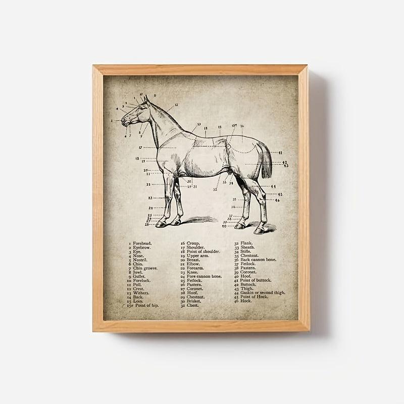 3pcs Horse Anatomy Canvas Posters for Living Room Bedroom Office
