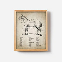 3pcs Horse Anatomy Canvas Posters for Living Room Bedroom Office
