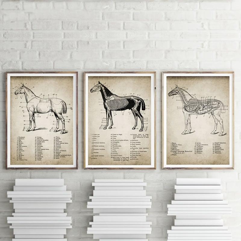 3pcs Horse Anatomy Canvas Posters for Living Room Bedroom Office