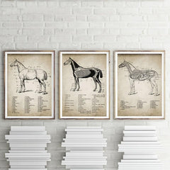 3pcs Horse Anatomy Canvas Posters for Living Room Bedroom Office
