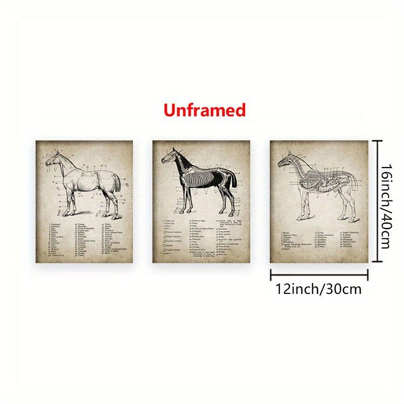 3pcs Horse Anatomy Canvas Posters for Living Room Bedroom Office