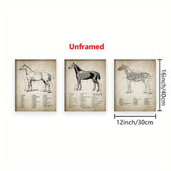 3pcs Horse Anatomy Canvas Posters for Living Room Bedroom Office