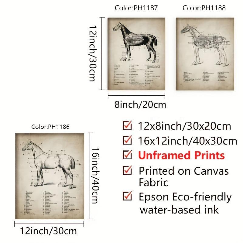3pcs Horse Anatomy Canvas Posters for Living Room Bedroom Office