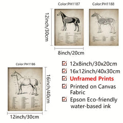 3pcs Horse Anatomy Canvas Posters for Living Room Bedroom Office