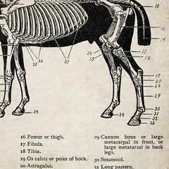 3pcs Horse Anatomy Canvas Posters for Living Room Bedroom Office