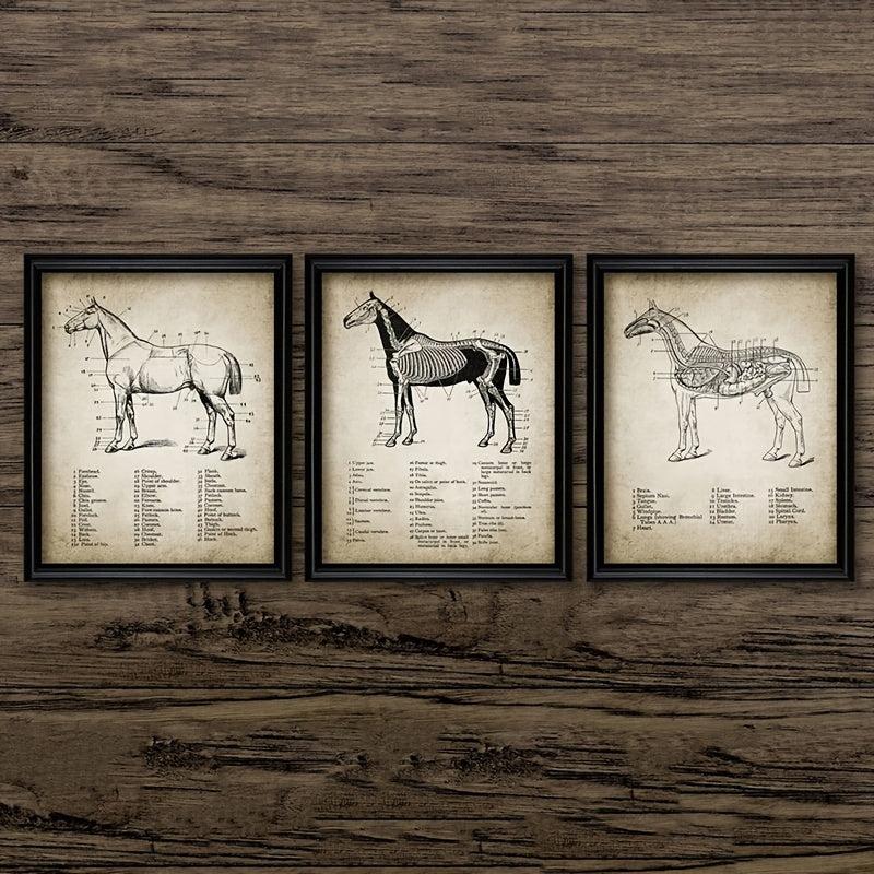 3pcs Horse Anatomy Canvas Posters for Living Room Bedroom Office