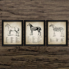 3pcs Horse Anatomy Canvas Posters for Living Room Bedroom Office