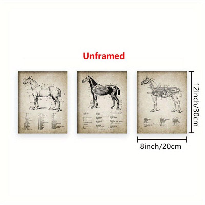 3pcs Horse Anatomy Canvas Posters for Living Room Bedroom Office