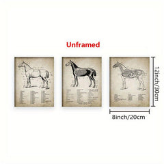 3pcs Horse Anatomy Canvas Posters for Living Room Bedroom Office