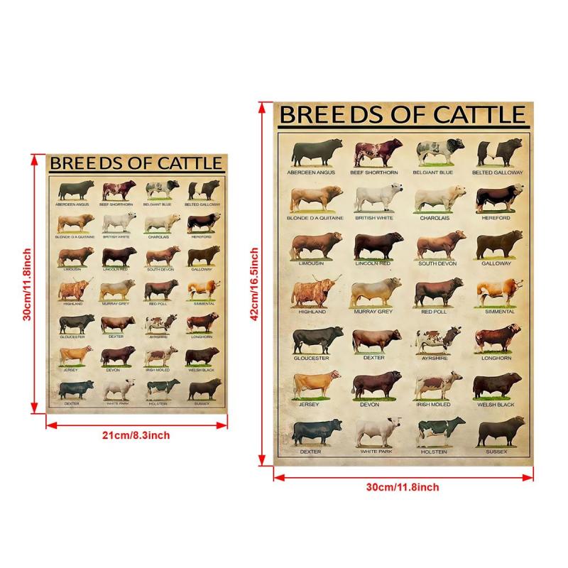 Vintage Art Canvas Painting Breeds Of Beef Cattle Painting On Canvas Wall Art