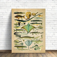 Fish Species Print Vintage Style Marine Life Chart Poster