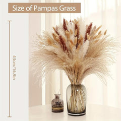 70 Pcs Dried Pampas Grass Bunny Tails