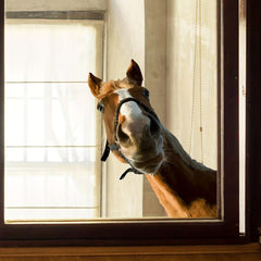 Horse Pattern Glass Window Sticker Removable Waterproof Vinyl Window Film