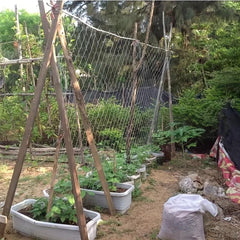 5x15ft Plant Climbing Vine Net for DIY Plant Support