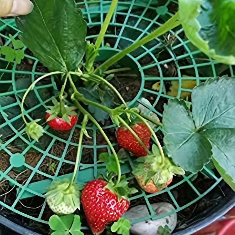 Green Strawberry Support Tray Balcony Planting Frame