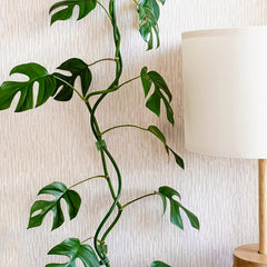 10pcs Plant Clips Self Adhesive for Climbing Vines