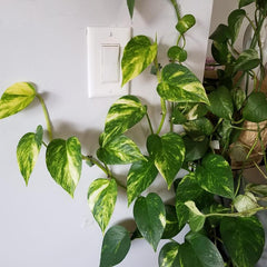 10pcs Plant Clips Self Adhesive for Climbing Vines