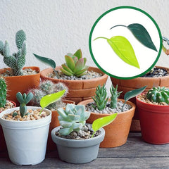3pc Indoor Plant Watering Can Devices - Watering Can Pots Funnel