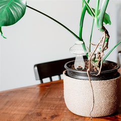 Self Watering Bulb: Lazy Flower Watering Device