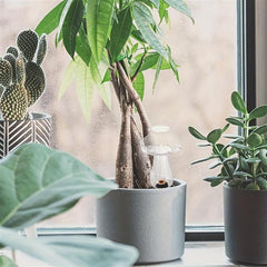 Self Watering Bulb: Lazy Flower Watering Device