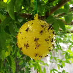 Insect Attracting Ball Sticky Fly Ball Fruit Fly Attracting