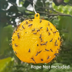 Sticky Trap for Fruit Flies Mosquitoes Flying Insects Indoor Outdoor Non-Toxic