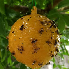 Fruit Fly Ball Bait Fly Trap Sticky Insect Ball 3 14inch Garden Supplies