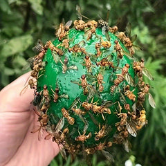 Pumpkin Shape Fly Trap Ball Fruit Fly Ball Sticky Insect Ball