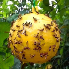 Pumpkin Shape Fly Trap Ball Fruit Fly Ball Sticky Insect Ball