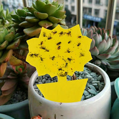 12pcs/20pcs Insect Sticky Trap Board Fruit Garden Wide Range Double-sided Yellow