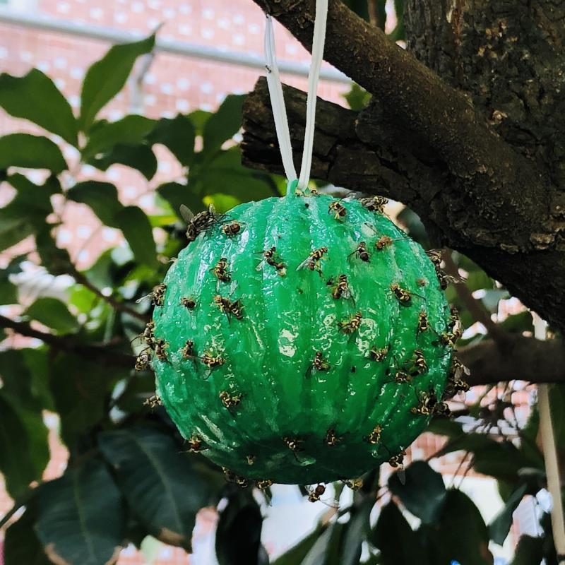 6pcs Fly Trap for Pest Control in Home Garden Farm