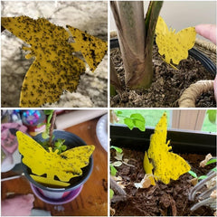 15pcs Fruit Fly Trap Sticky Plant Yellow Trap