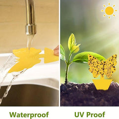 15pcs Fruit Fly Trap Sticky Plant Yellow Trap