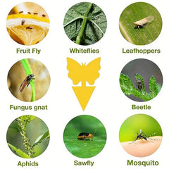 15pcs Fruit Fly Trap Sticky Plant Yellow Trap