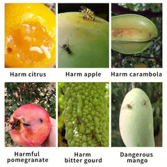 Fruit Fly & Slime Traps - Set of 50 - Home Garden Farm Insect