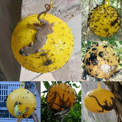 1Pc Hanging Spherical Fly Catcher Fruit Type Non-toxic Fly Catcher