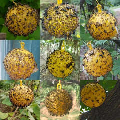 1Pc Hanging Spherical Fly Catcher Fruit Type Non-toxic Fly Catcher