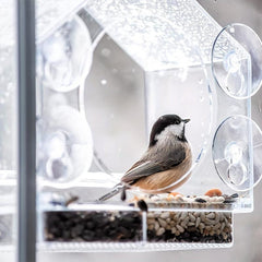 Clear Window Bird Feeder with Suction Cups