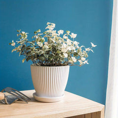 Plastic Flower Pot for Indoor Outdoor Hom...