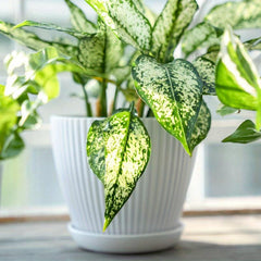 Plastic Flower Pot for Indoor Outdoor Hom...